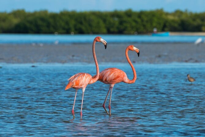 Guided Tour Of Las Coloradas, Rio Lagartos And See Crocodiles - Experience Provider and Booking Flexibility