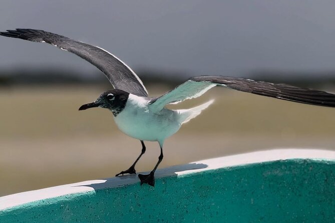 Guided Tour Of Las Coloradas, Rio Lagartos And See Crocodiles - Who Will Enjoy This Tour Most?