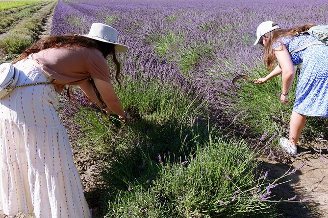 Guided tour of Lavender Distillery between Provence & Camargue - The Role of Guides: Sylvain and Betty