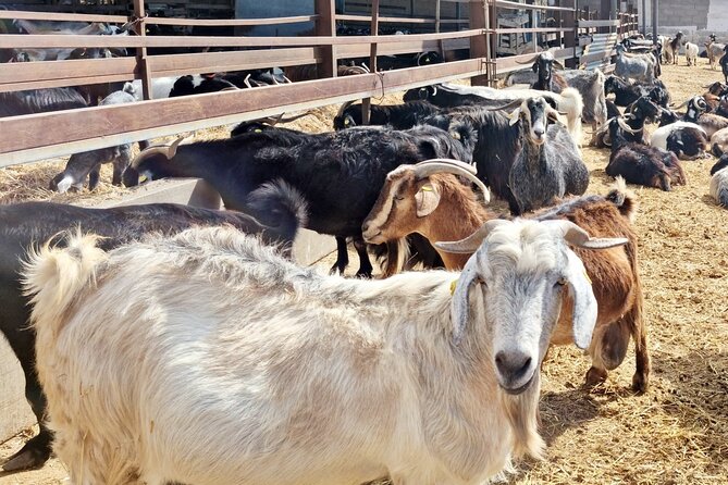 Guided Tour of Montesdeoca Cheese Factory with Cheese Tasting - Why This Tour Stands Out in Tenerife