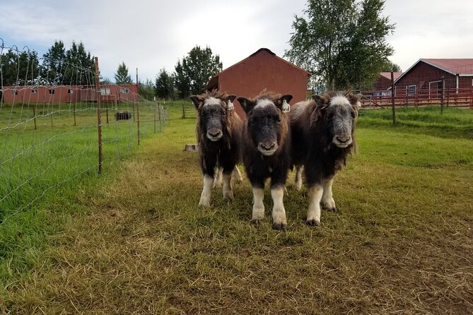 Guided Tour of Musk Ox Farm & Scenic Drive from Anchorage - Discover the Guided Tour of Musk Ox Farm & Scenic Drive from Anchorage
