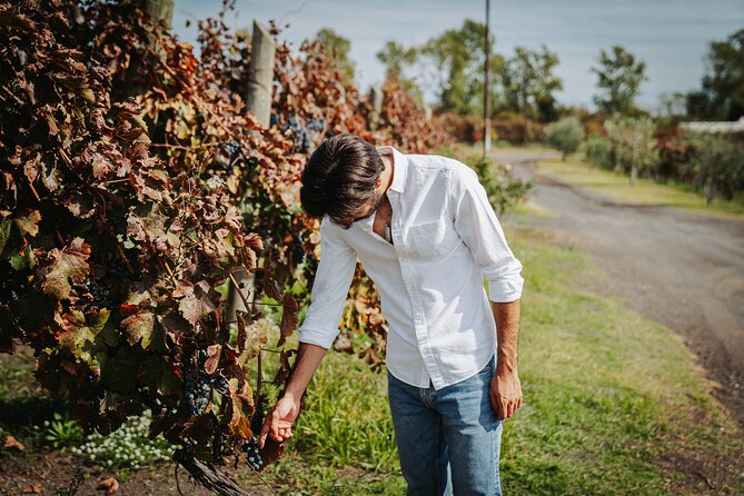 Guided Tour of Pompeii Ruins with Lunch and Wine - Accessibility and Practical Tips