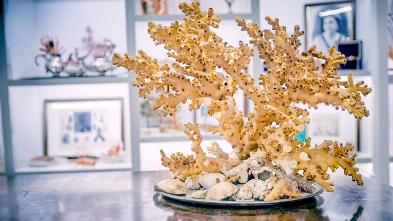 Guided tour of the coral museum in Sciacca - Discover the Fascinating World of Coral at Sciacca’s Coral Museum