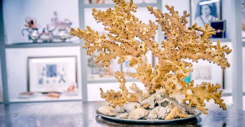 Guided tour of the coral museum in Sciacca - The Unique Charm of Sciacca’s Coral Heritage