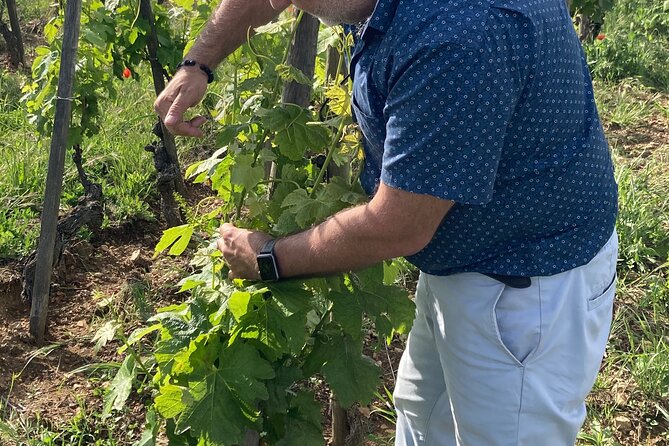 Guided Tour of the Coteaux Côte Rôtie for Parents and Children Duos - The Role of the Guide in Family Engagement