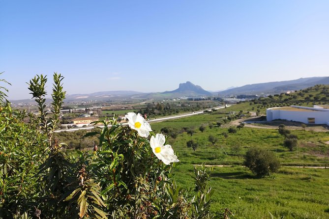 Guided tour of the Dolmens and El Torcal - Booking, Cancellation, and Practical Info