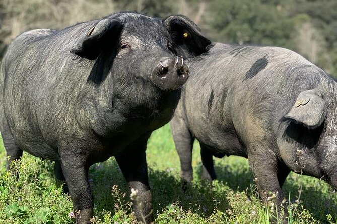 Guided Tour of the Genal Valley - Meeting Point and Tour Schedule in Andalucia