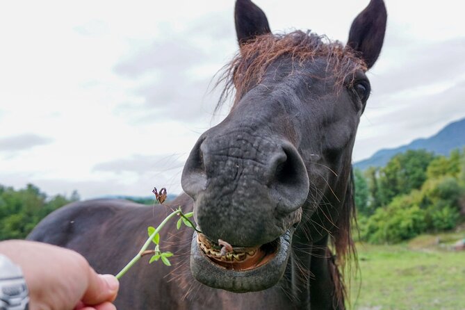 Guided tour of the stables of El Ranchito in Malaga - Physical Requirements and Accessibility