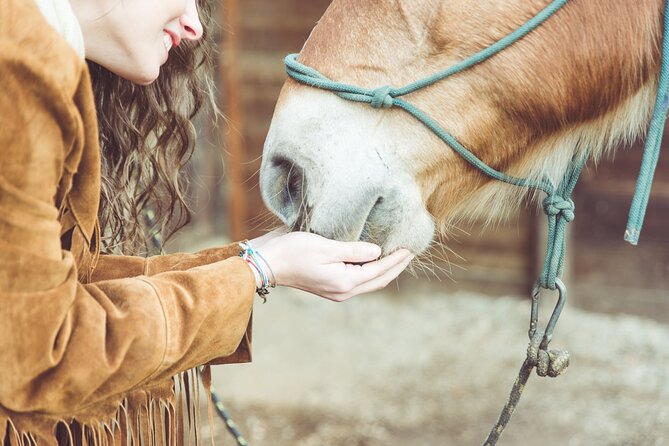 Guided tour of the stables of El Ranchito in Malaga - The Unique Appeal of El Ranchito in Malaga