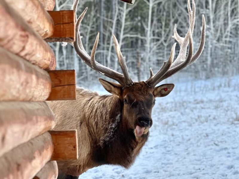 Guided Tour of the Yukon Wildlife Preserve - Key Points