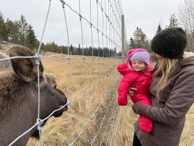 Guided Tour of the Yukon Wildlife Preserve - The Fully Guided Vehicle Tour with Interpretive Commentary