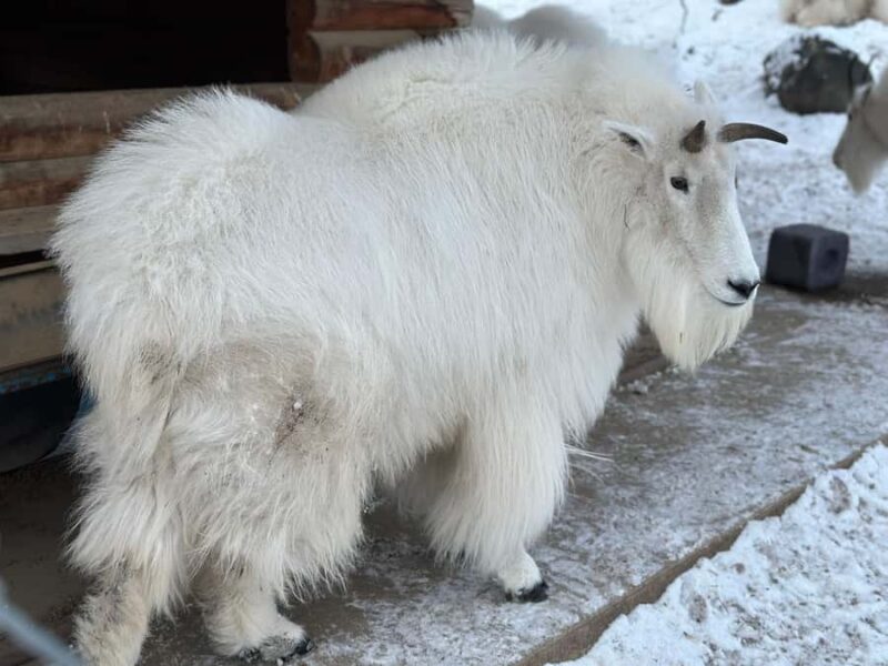 Guided Tour of the Yukon Wildlife Preserve - Weather and Clothing Recommendations for Cold Seasons
