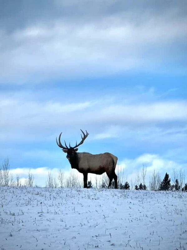 Guided Tour of the Yukon Wildlife Preserve - The Experience Duration and Pacing