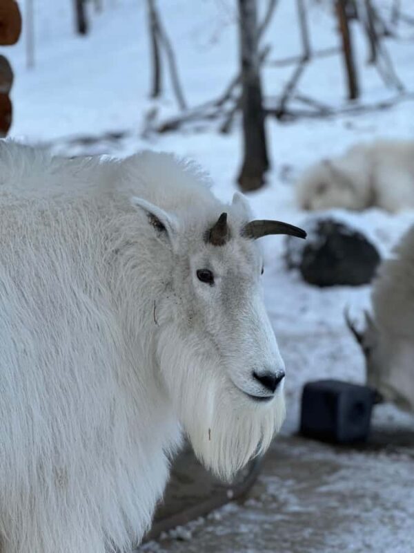 Guided Tour of the Yukon Wildlife Preserve - Benefits of the Small Group Format