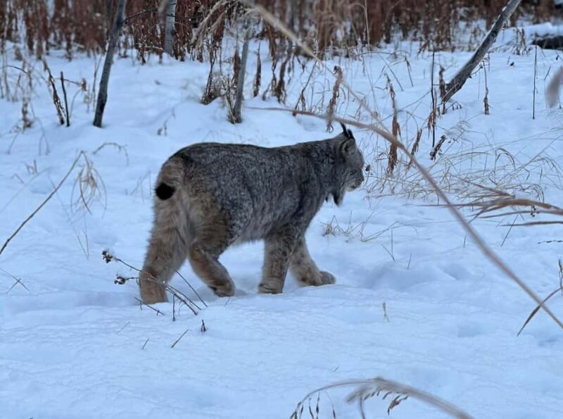 Guided Tour of the Yukon Wildlife Preserve - Comparison with Other Yukon Experiences