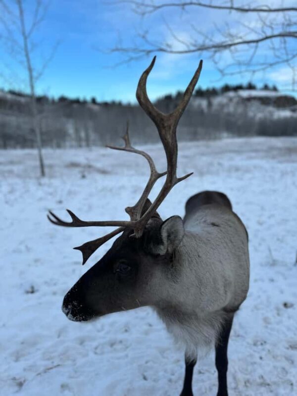 Guided Tour of the Yukon Wildlife Preserve - Why This Tour Stands Out