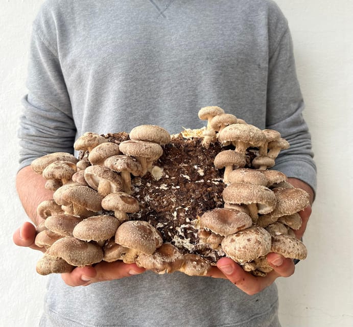 GUIDED TOUR + TASTE IN A MUSHROOM FARM - The Unique Mushroom Tasting Experience