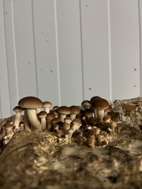 GUIDED TOUR + TASTE IN A MUSHROOM FARM - The Sum Up: A Fun, Educational, and Tasty Journey into Fungi