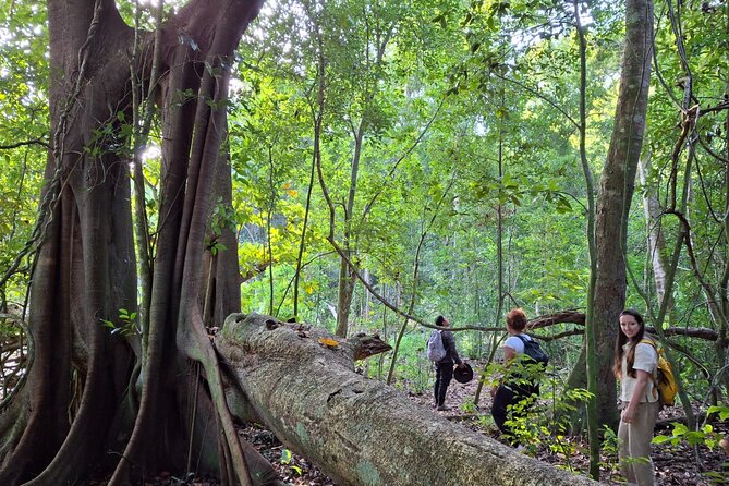Guided Tour to Calakmul and Jungle Trail | From Bacalar. - Majestic Structures and Panoramic Views at Temple II