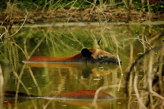 Guided Tour to Calakmul and Jungle Trail | From Bacalar. - Practical Details: Logistics and Group Size