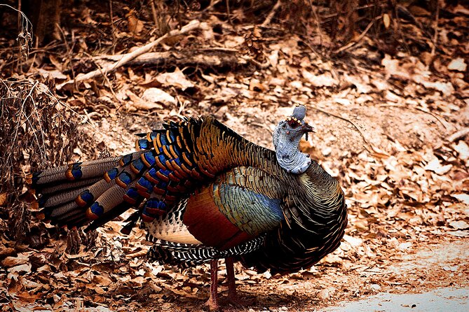 Guided Tour to Calakmul and Jungle Trail | From Bacalar. - Customer Satisfaction and Highly Praised Aspects