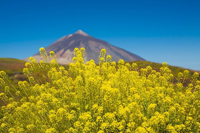 Guided Tour to Teide National Park in Tenerife - Starting the Day at Vilaflor