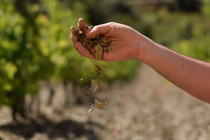 Guided tour with a winemaker: From the vine to the glass... - What Sets This Tour Apart: Direct Winemaker Involvement