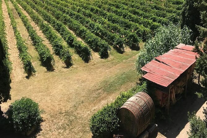 Guided tour with wine tasting and local organic products - Visit the Fattoria Majnoni Guicciardini Winery in Florence