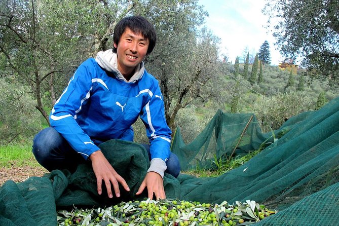 Guided tours of the olive grove with oil tasting. - Olive Oil Tasting as the Tour’s Heart