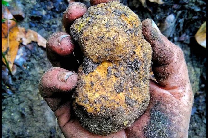 Guided Truffle Hunt in Torri in Sabina with Lunch - Starting Point at Agriturismo la Montagnola in Torri in Sabina