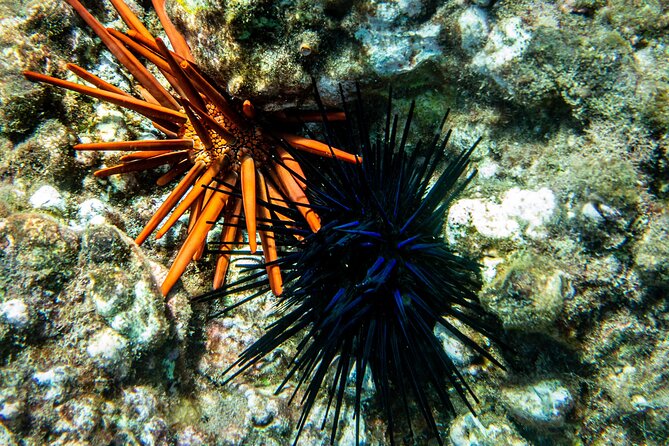 Guided Turtle Town Snorkeling Tour with Underwater Photos - Pacing and Timing of the Tour