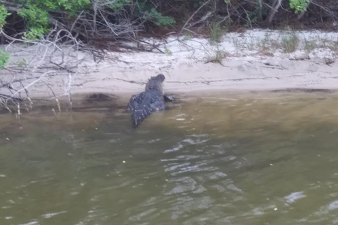 Guided Two Hour Boat Tour of the Indian River Lagoon - The Guide’s Role and Knowledge