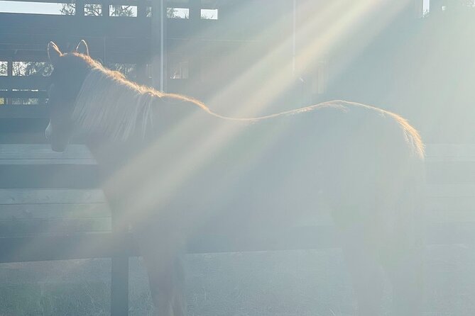 Guided Two Hour Horseback Trail Ride in Central Florida - What Makes This Tour Unique