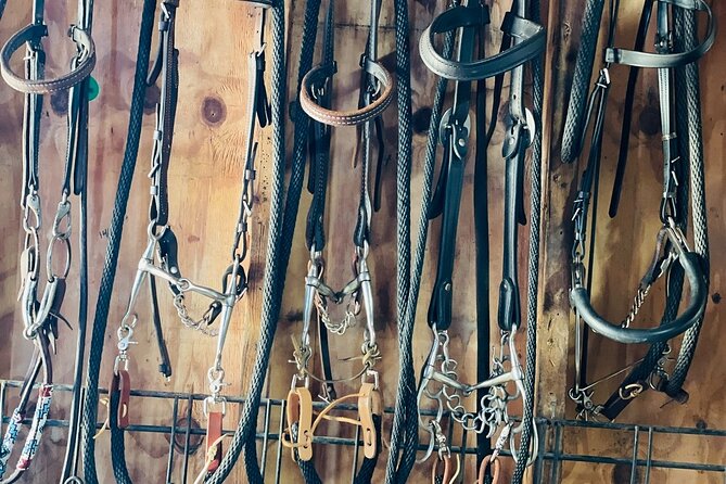 Guided Two Hour Horseback Trail Ride in Central Florida - Who Will Enjoy This Horseback Trail Ride?