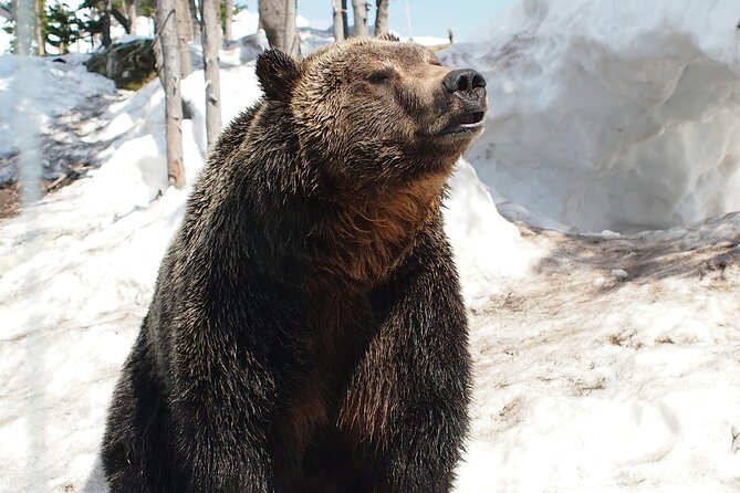 Guided Vancouver Hiking Highlights Day Tour with Gondola Download - Exploring Twin Falls and Lynn Canyon Park