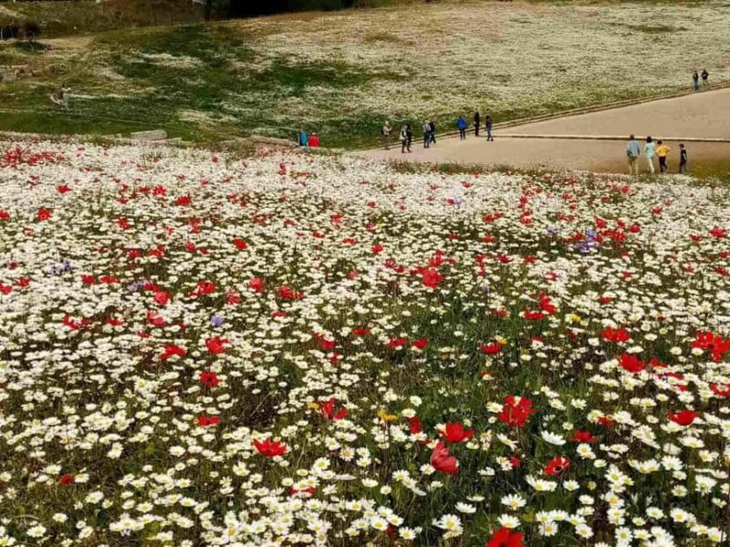 Guided visit to ancient Olympia with an Italian-Greek archaeologist tour guide - Discover the Mysteries of Olympia with a Skilled Archaeologist Guide