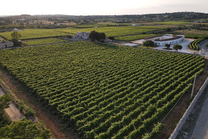 Guided Visit to the Vineyard with Wine Tasting - Exploring the Vineyard and Cellar: A Walk Through Wine Production Methods