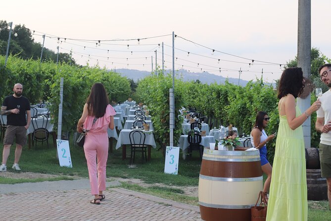 Guided Walk and Lunch in the Vineyard in Alba - Wine Tasting of Five Superior Wines