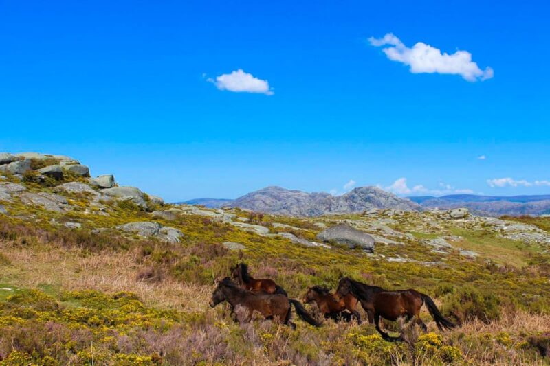 Guided Walk & Picnic Peneda Gerês National Park - Enjoy a Gourmet Picnic with Panoramic Views