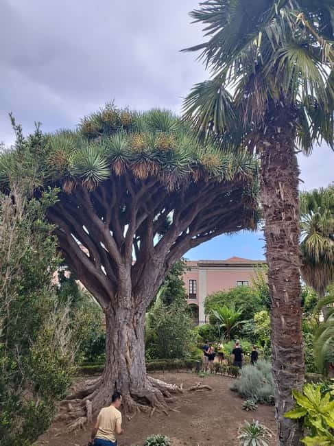 Guided walking tour in La Orotava 1:30 min, Tenerife - Discover La Orotava on a 1.5-Hour Guided Walk