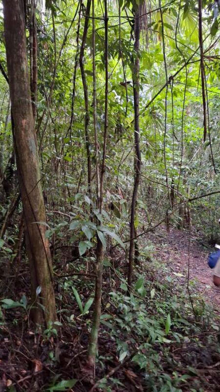 Guided walking tour in the Palenque jungle (Palenque National Park) - Key Points