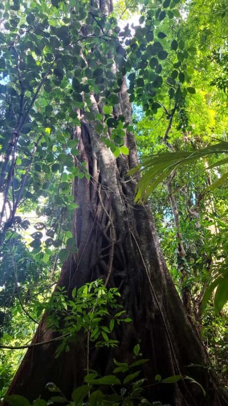 Guided walking tour in the Palenque jungle (Palenque National Park) - Encountering Indigenous Culture and Plant Usage