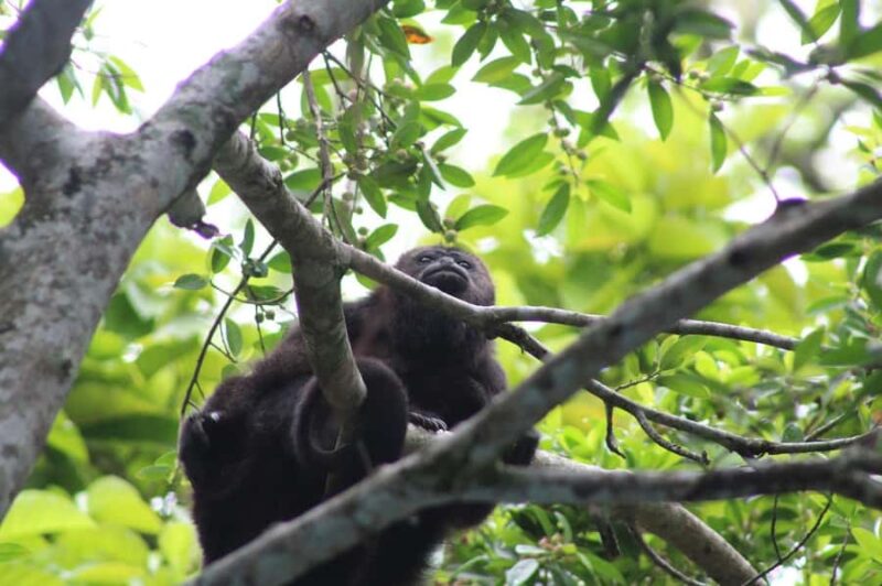 Guided walking tour in the Palenque jungle (Palenque National Park) - Practical Details of the Jungle and Cultural Experience
