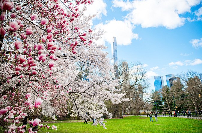 Guided Walking Tour Of Central Park - Bethesda Fountain: The Park’s Heart and Soul