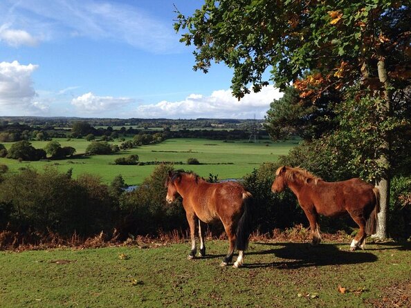 Guided Walking Tour of New Forest National Park in Hampshire - Introduction to the New Forest: History and Conservation