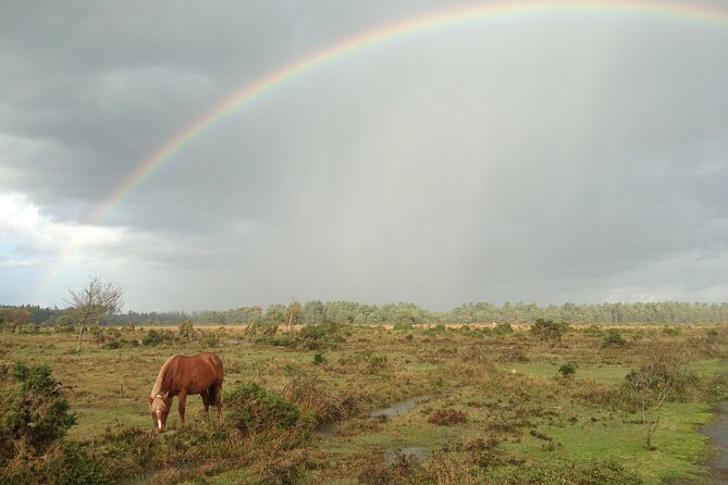 Guided Walking Tour of New Forest National Park in Hampshire - The Role of the Guides: Knowledgeable and Approachable