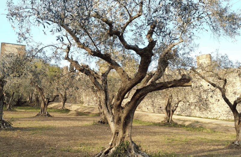 Guided Walking Tour on Verona Hillside - Viewing the Renaissance Elegance of Giardino Giusti