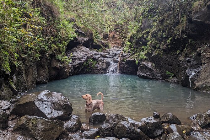 Guided Waterfall and Jungle Hiking Tour - The Sum Up: An Authentic Nature Escape in Oahu
