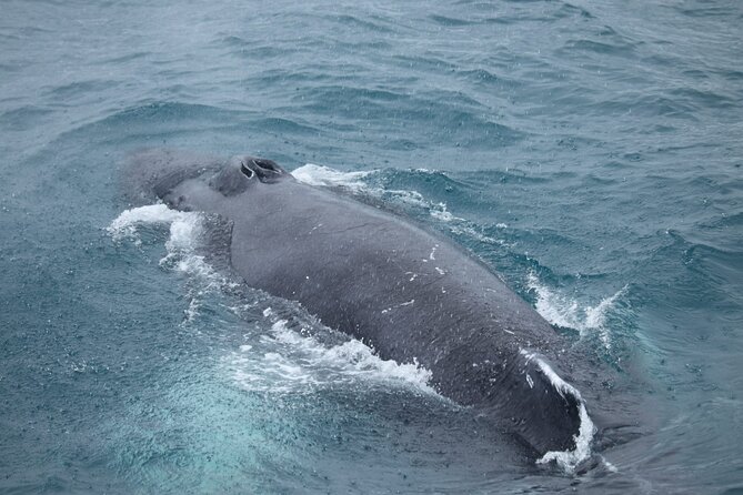 Guided Whale Watching Experience from Reykjavik - Customer Satisfaction and Notable Reviews