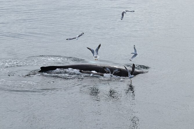 Guided Whale Watching Experience from Reykjavik - Flexibility and Cancellation Policy